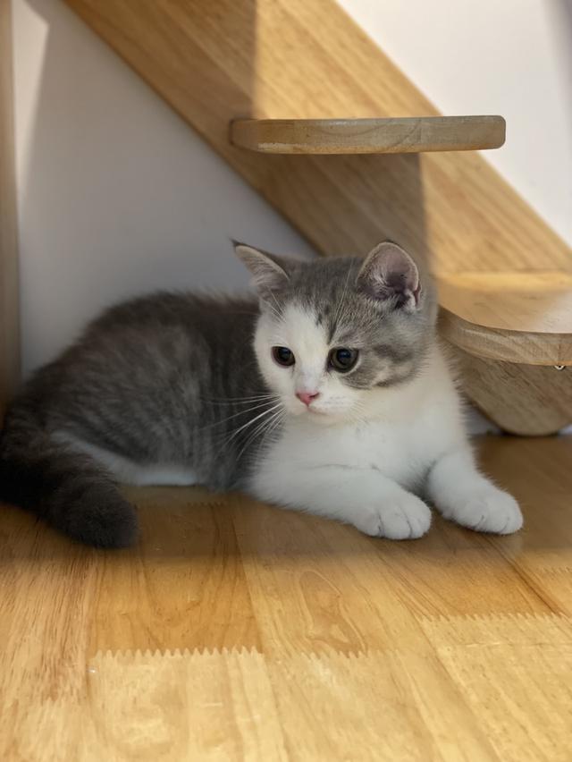 แมวมันช์กิ้นขายาว 4