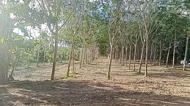 บ้านสวนพร้อมสวนยางพารา สร้างรายได้ทุกเดือน บนพื้นที่เกือบ 9 ไร่ จังหวัดระยอง ตำบลบ้านนา อำเภอแกลง จังหวัดระยอง 8
