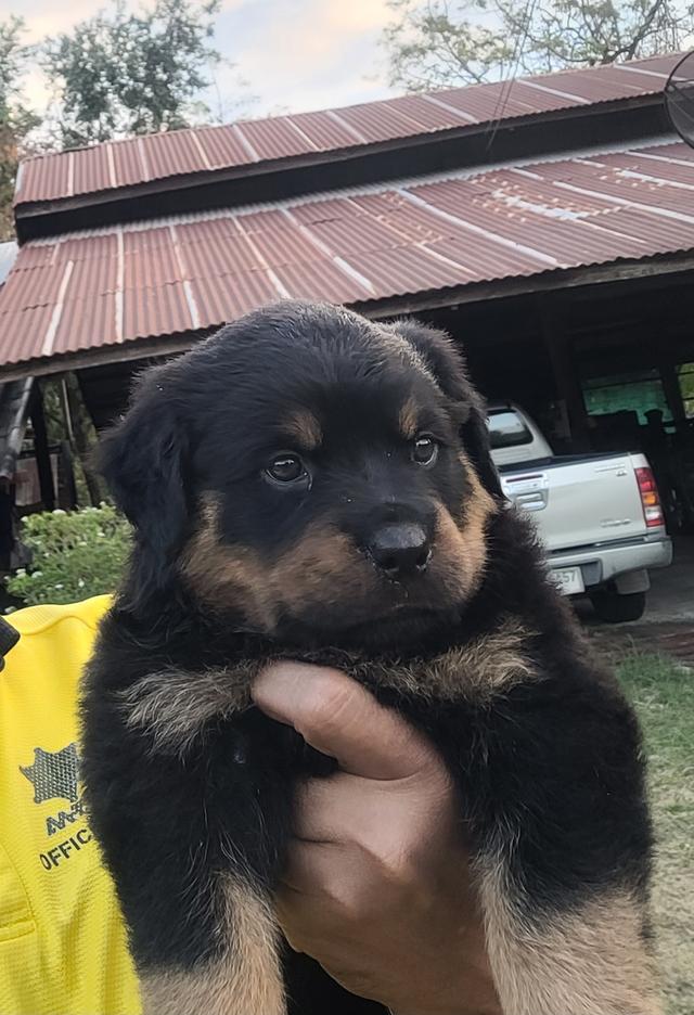 ลูกสุนัขร็อตไวเลอร์พันธุ์แท้สายเลือดนำเข้า 5