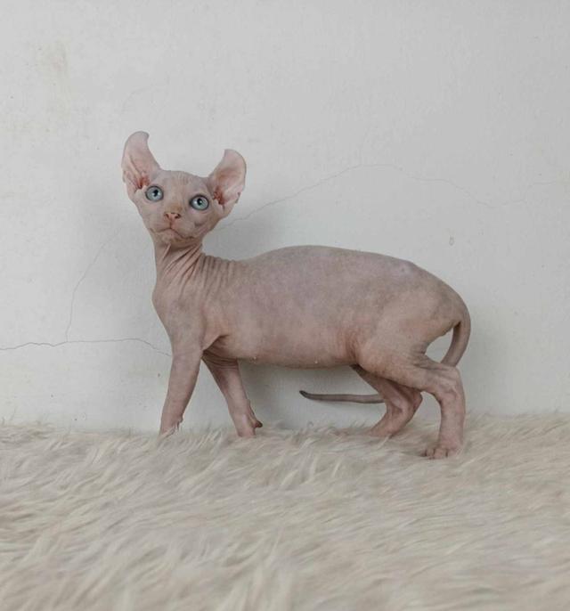 32.แมวเอลฟ์/เพศเมีย หาบ้าน Elf Cat/Female looking for a new home 2