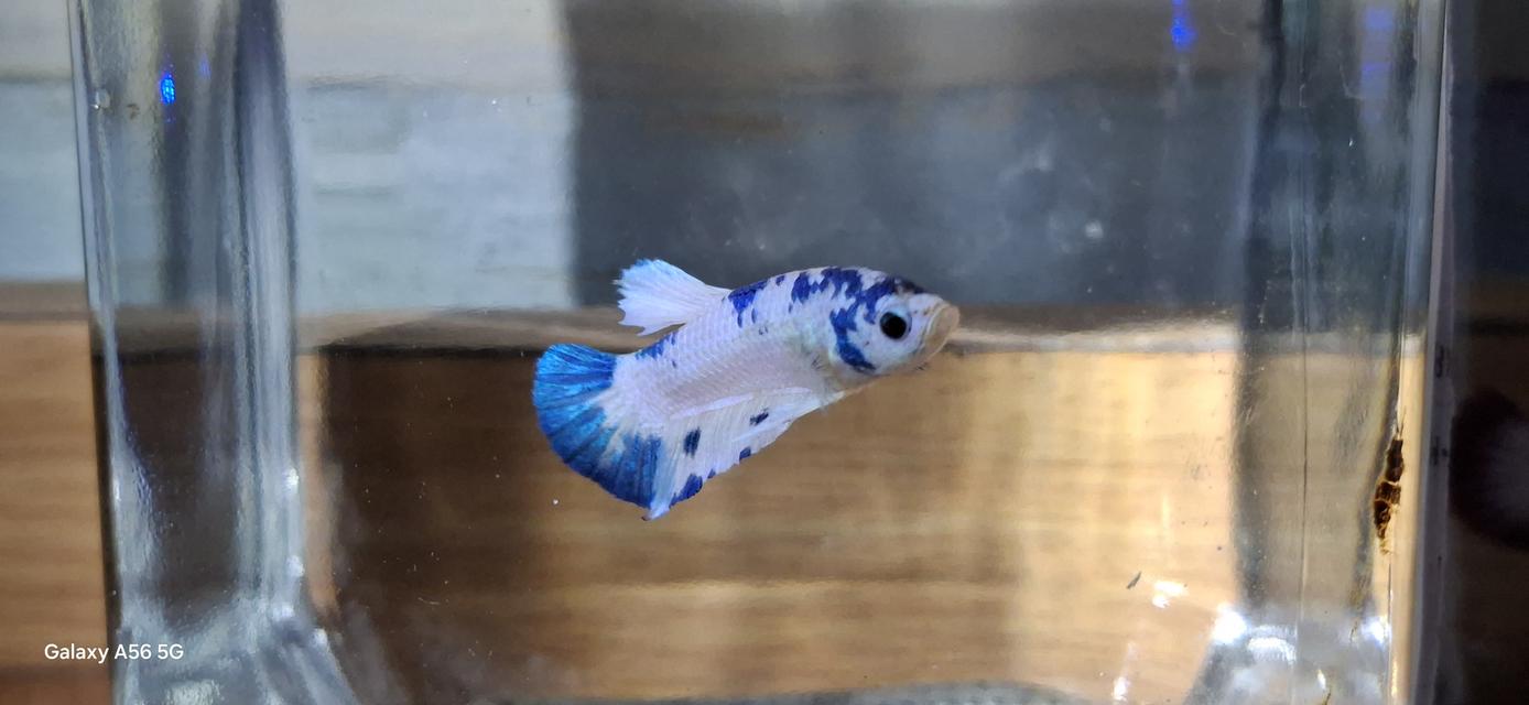 ปลากัด มาเบิ้ล-แฟนซี-สวยงาม