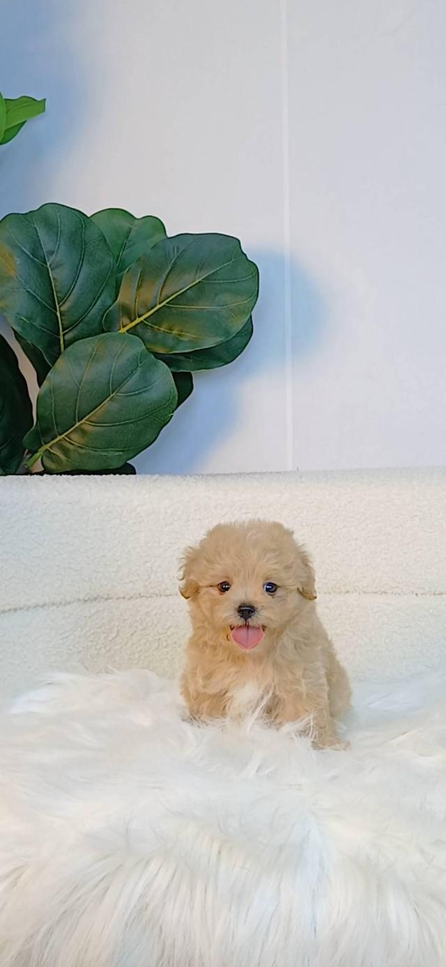 maltipoo มอลติพู เพศผู้ สีน้ำตาลขาว พร้อมวัคซีน5โรคเข็มแรก ถ่ายพยาธิ ใบรับรองจากสัตว์แพทย์ รับประกันสุขภาพ ส่งได้ทั่วไทย รูปที่ 6