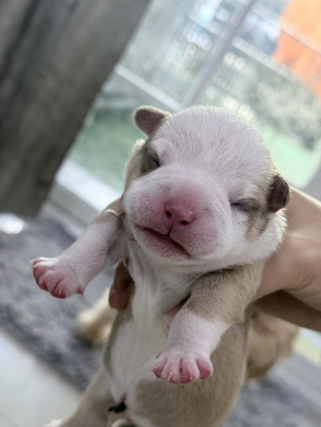 มัดจำแล้ว American bully exotic เพศผู้สีพาย รูปที่ 2