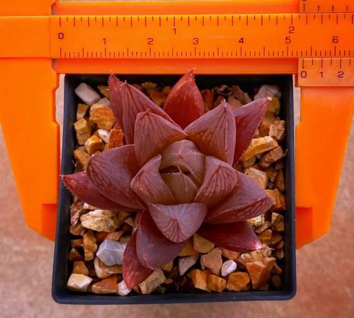 กุหลาบหิน Haworthia สีแดง 3