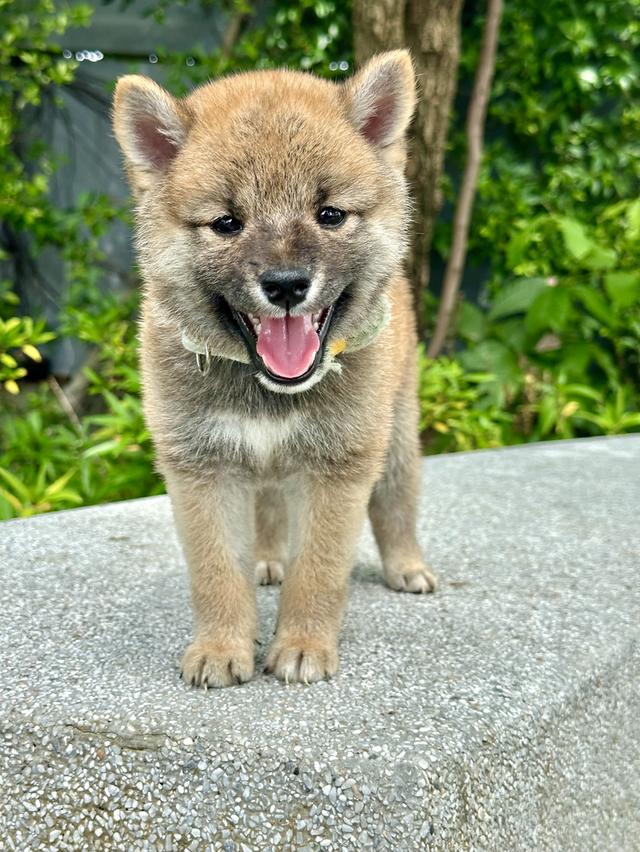 ชิบะอินุ Shiba