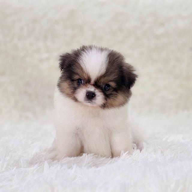 ปอมผสมชิสุ เพศผู้ รามอินทรา 7