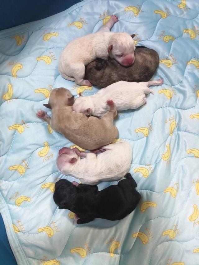 เปิดผ่อนลูกสุนัขพันธุ์เล็ก รูปที่ 9