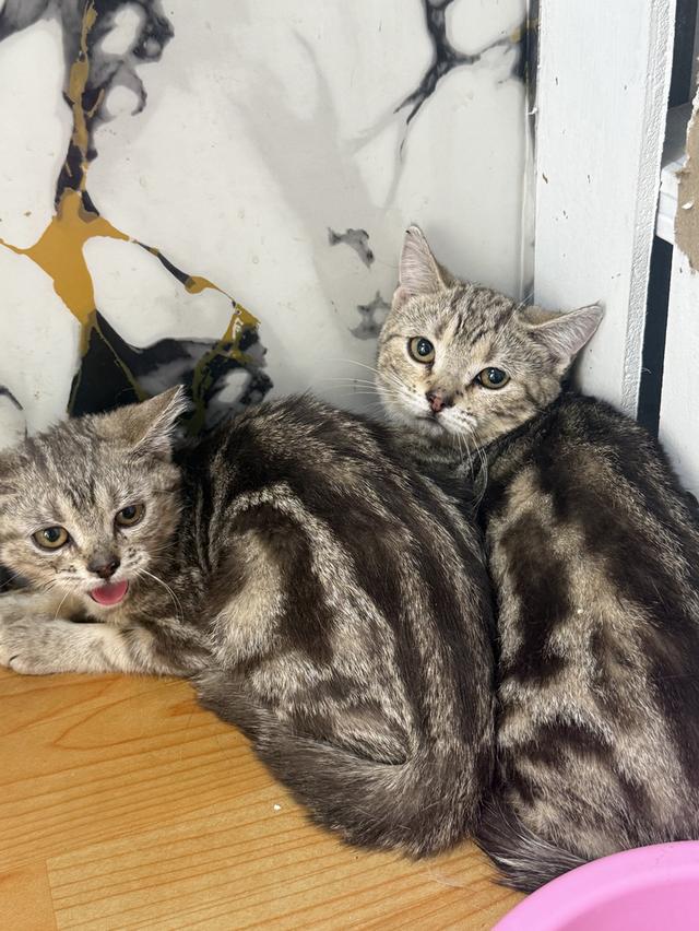 ลูกแมวอเมริกันช็อตแฮร์