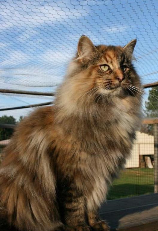 Norwegian Forest ขายพร้อมย้ายบ้าน 3