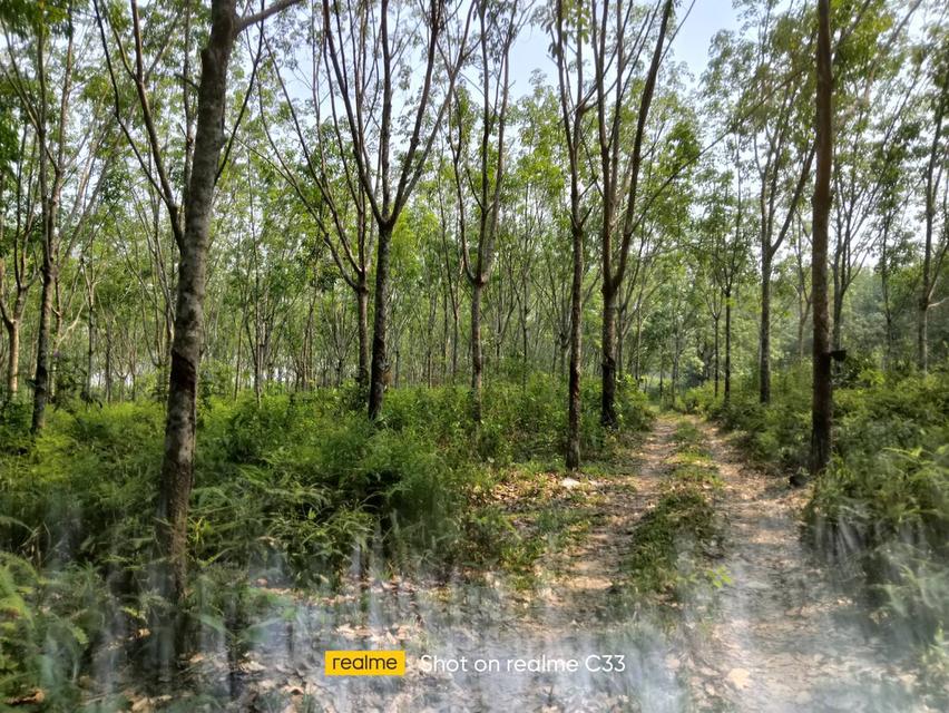 ขายที่ดิน 30 กว่าไร่จังหวัดบึงกาฬ 5