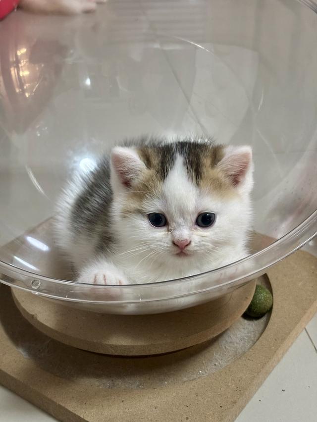 แมวบริติช British shorthair รูปที่ 3