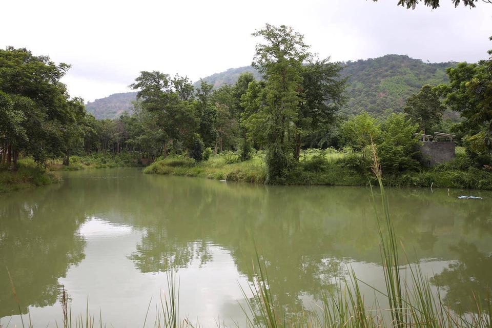 ขายที่เนินหอม เขาใหญ่ 37ไร่ ที่ติดเขาติดน้ำ เนินหอม เมืองปราจีนบุรี มีแหล่งน้ำธรรมชาติ ใกล้ทางขึ้นอุทยานเขาใหญ่ มีน้ำในที่ ขายถูก ที่มีไม้เศรษฐกิจ 13
