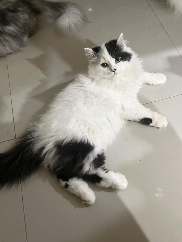 น้องวัวปัดเป๋