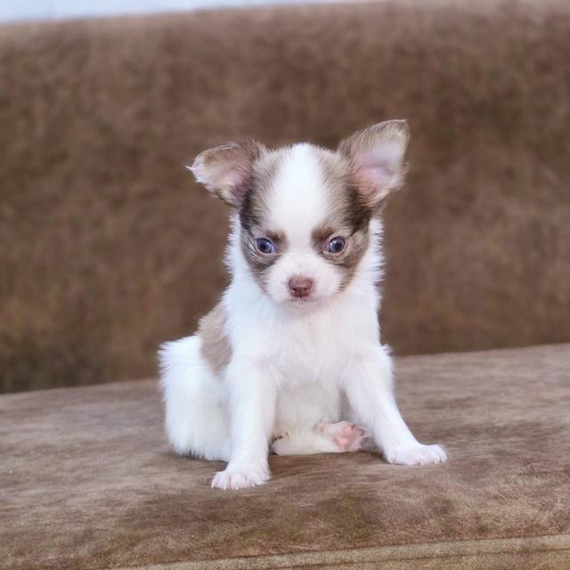 ชิวาวาแท้ขนยาว เพศชาย 5