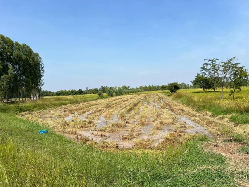 ที่ดินว่างเปล่า มมส มหาสารคาม 1