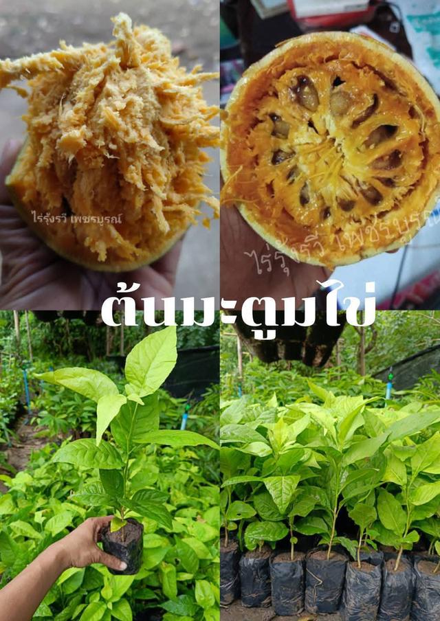 ต้นมะตูมไข่ (3ต้น)