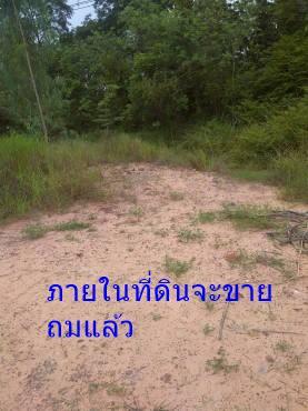 ขายที่ดิน 42 ไร่ ติดถนนมิตรภาพ อ.บ้านไผ่ ขอนแก่น หน้ากว้า170 เมตร 7