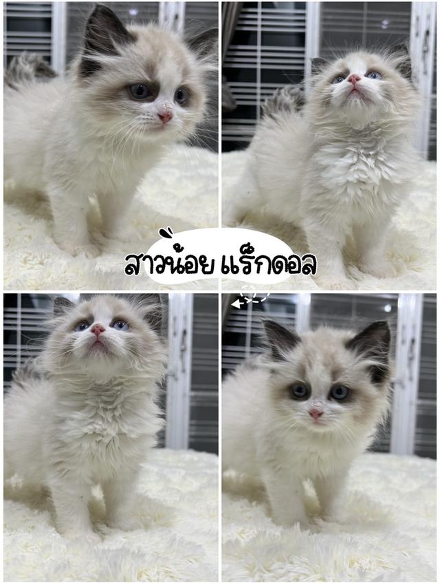 แมวบริติช แร็กดอล มันช์ดิ้น มาดูตัวจริงแมวได้ รูปที่ 4