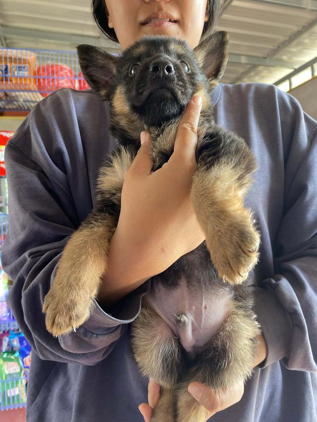 สุนัขเยอรมันเชพเพิร์ด รูปย่อยที่ 2