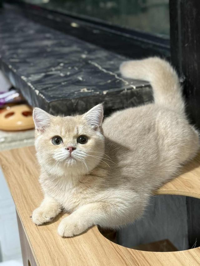 แมวบริติช เพดใบเพดwcf และรับนำเข้าแมวจาก ตปท.