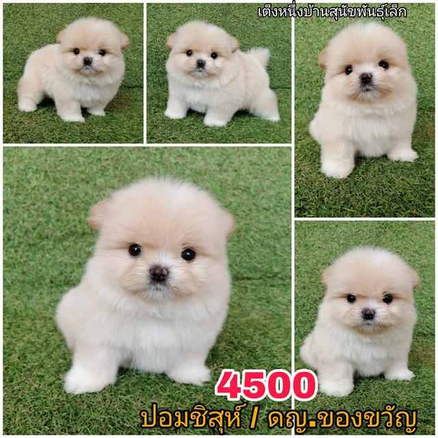 ปอมชิสุห์  พร้อมย้าย