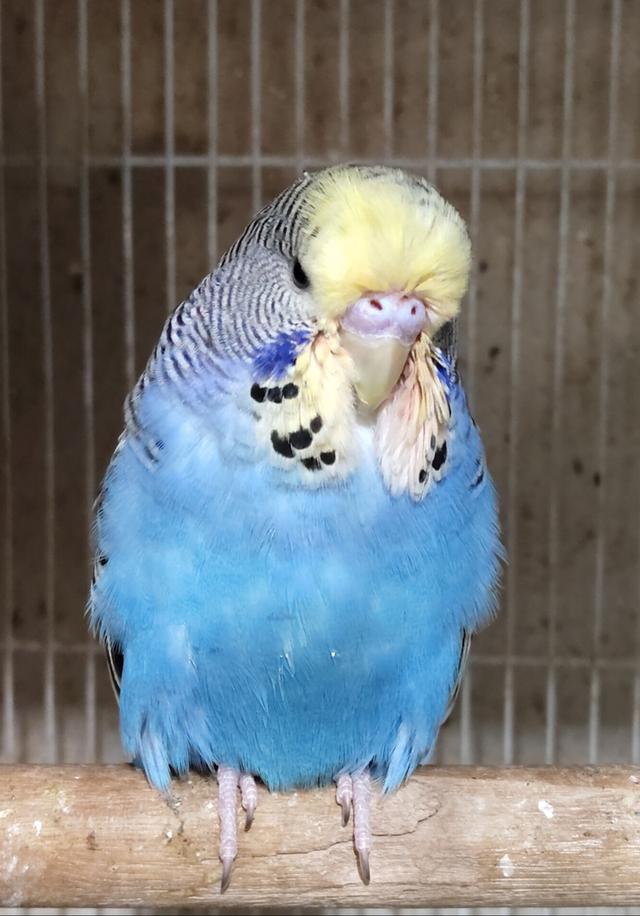 นกอังกฤษ เพศผู้ เกรดเลี้ยงเล่น