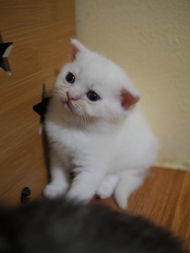 น้องแมว สก๊อตติสโฟลล์