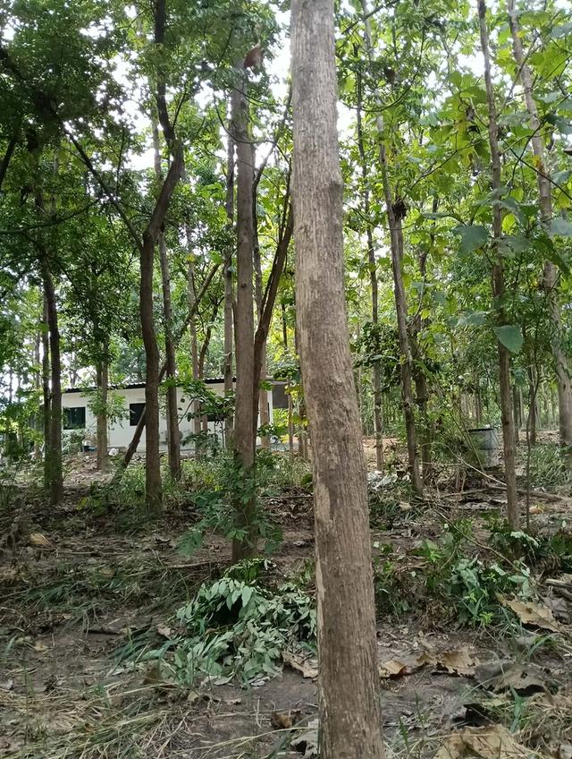 ที่ดินแบ่งขายสุพรรณบุรี 7