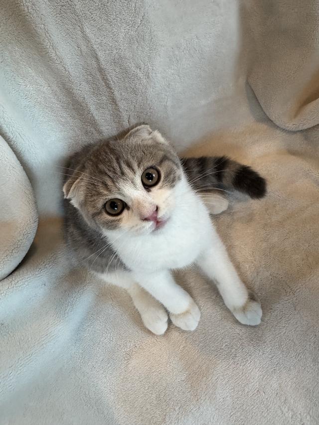 คนขายเลี้ยงเองค่ะ สก็อตติสโฟล์ด ผู้ รูปที่ 5