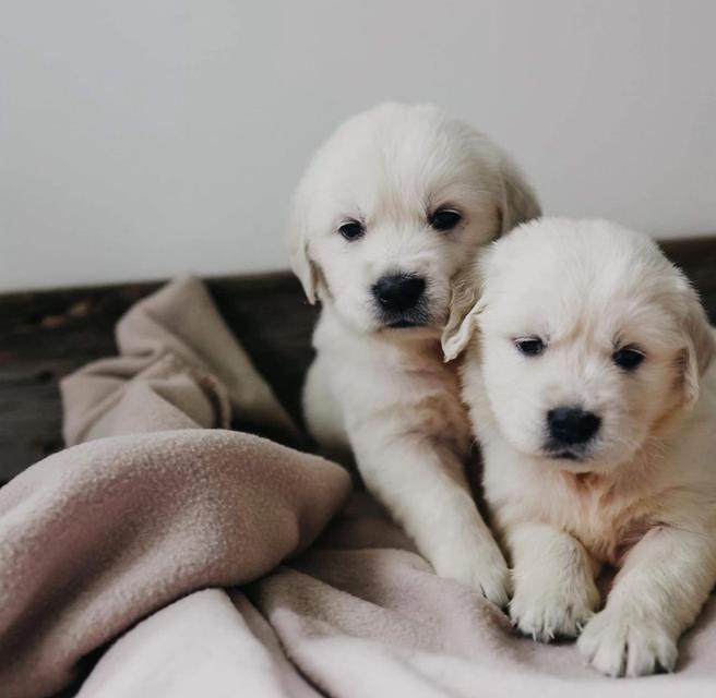 ขายลูกสุนัขสุดน่ารักพันธุ์ White Golden Retriever