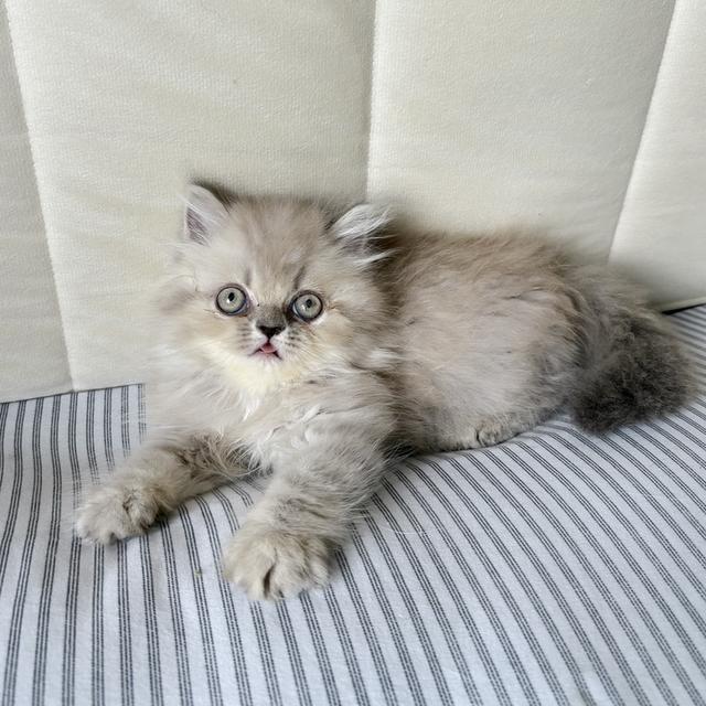 เปอร์เซีย บลูพอยท์