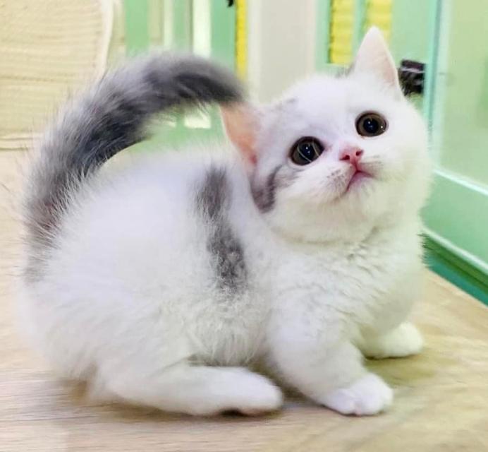 Munchkin Black Silver Tabby White 4