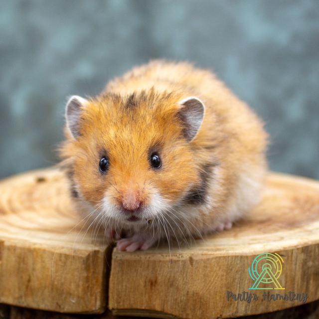 Hamster Donmuang - ขายหนูแฮมสเตอร์ 16