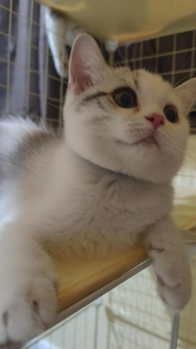 Scottish Fold (boy)