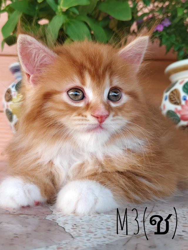 เมนคูน+เปอร์เซีย พ่อเมนคูนแท้ แม่เมนคูนผสมเปอเซีย