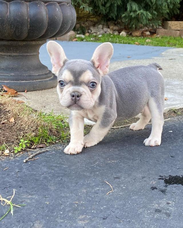French Bulldog Puppies | WhatsApp me : +66 63 826 3042 รูปย่อยที่ 3
