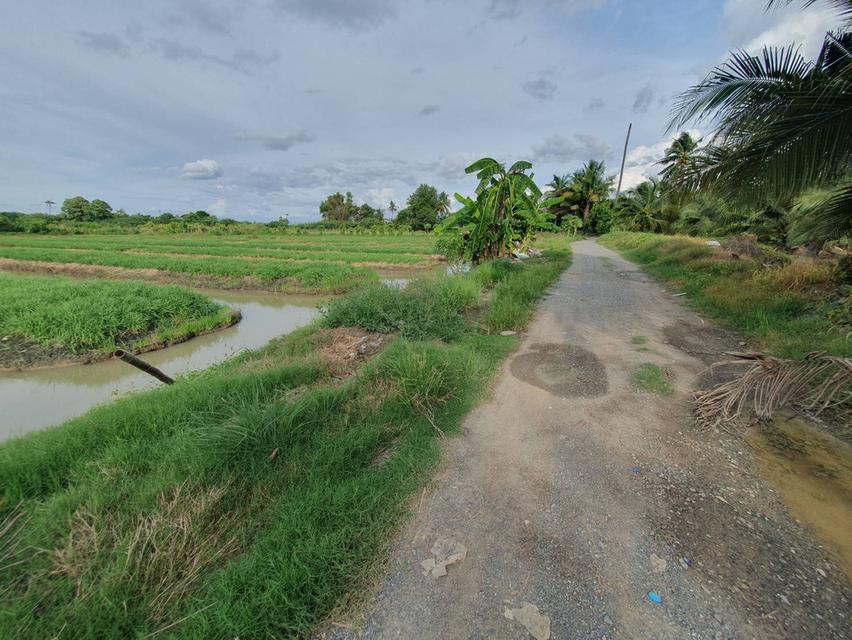 ขายที่ดินใกล้วัดกลางบางพระ นครชัยศรี  มีน้ำทำสวนตลอดทั้งปี ยกร่องไว้แล้ว ไร่สวยมาก ใกล้กรุงเทพฯขึ้น M81 ใกล้ไร่มาก เจ้าของขายเอง 2