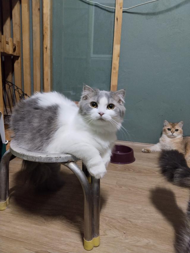 แมวพันธุ์มันซ์กิ้นขาสั้นเพศเมีย รูปที่ 4