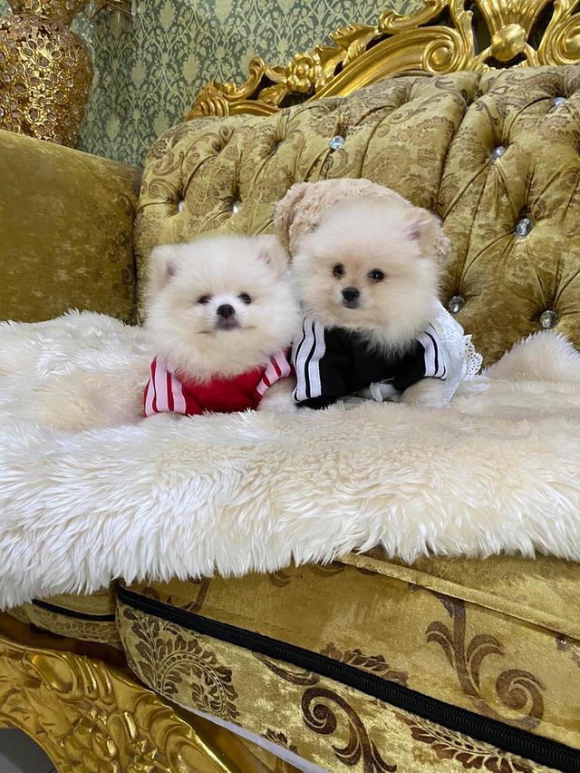 ลูกปอมแท้ อายุ2เดือน ราคาเบาๆ