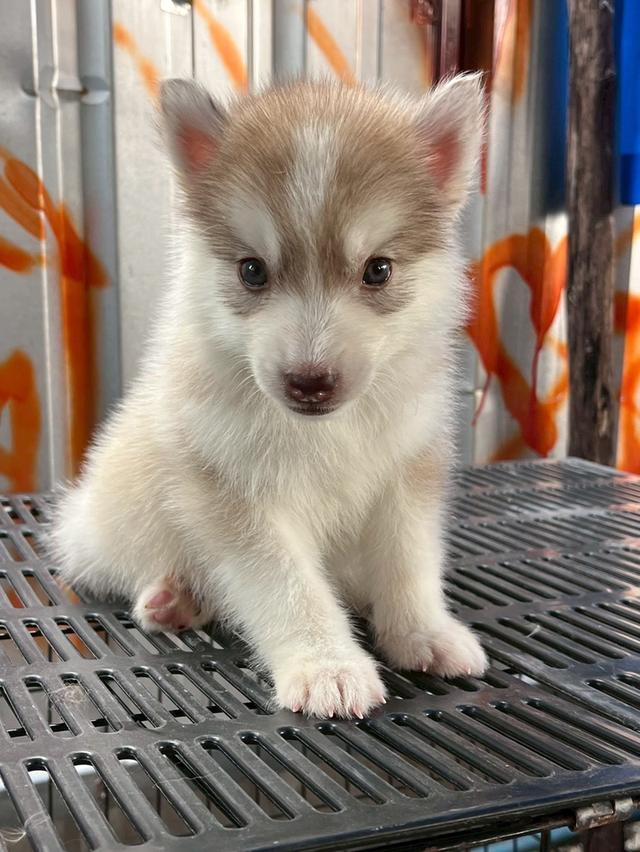 Siberian Husky  ไซบีเรียน ฮัสกี้ รูปที่ 2
