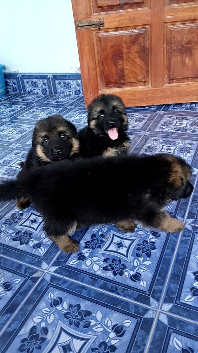 ขายลูกสุนัขเยอรมันเชฟเพิร์ด ( อัลเซเชียน )