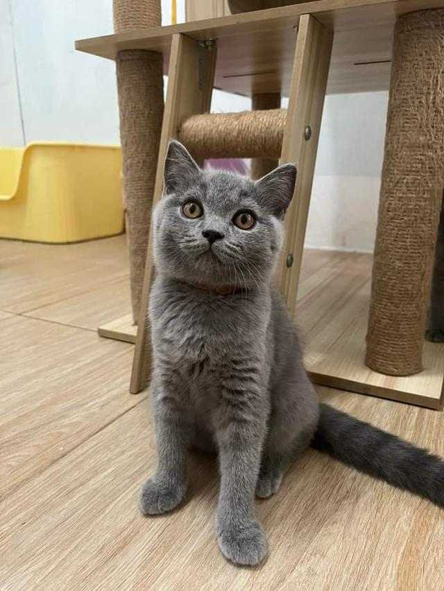 British Shorthair 3