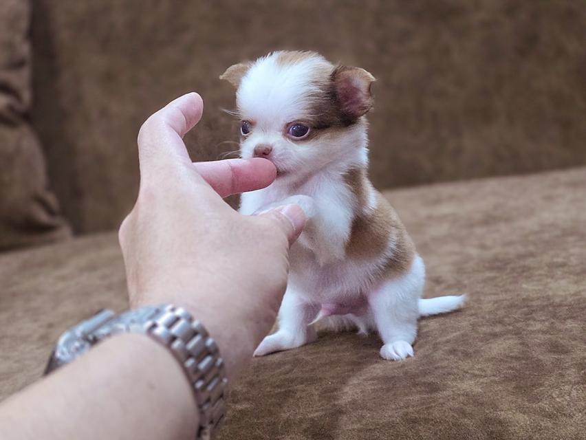 Chihuahua t cup น้องยูโรเพศผู้ 1