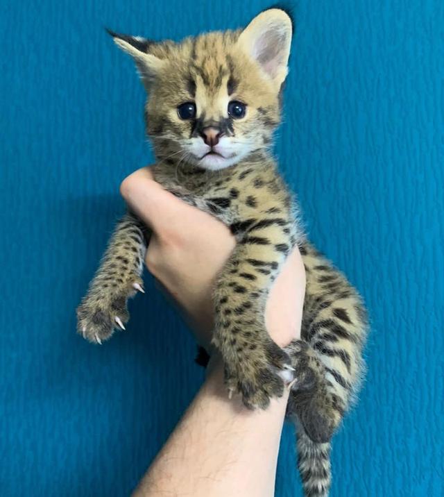 Serval Kittens  WhatsApp me : +66 63 826 3042 รูปที่ 2