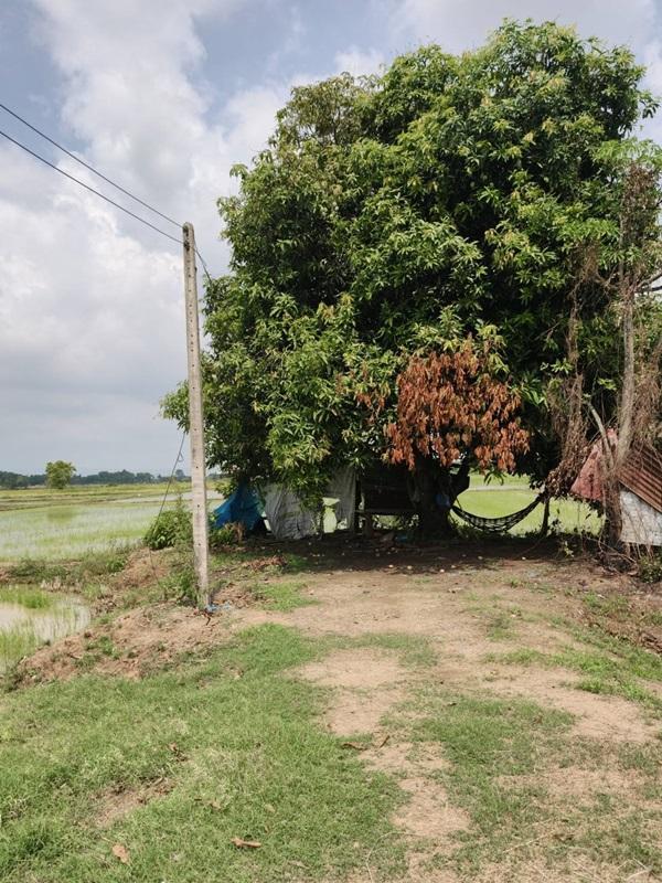 ขายที่ดิน ที่นา พิษณุโลก อำเภอวังทอง 19 ไร่ สวยมาก วิวนาสวย อากาศดี เงียบสงบ โทร 063-2825635 12