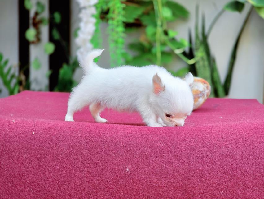 Chihuahua T cup น้องจิ๋วหลิวชิวาวาทีคัพเพศผู้