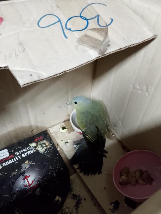 นกเขาเขียว