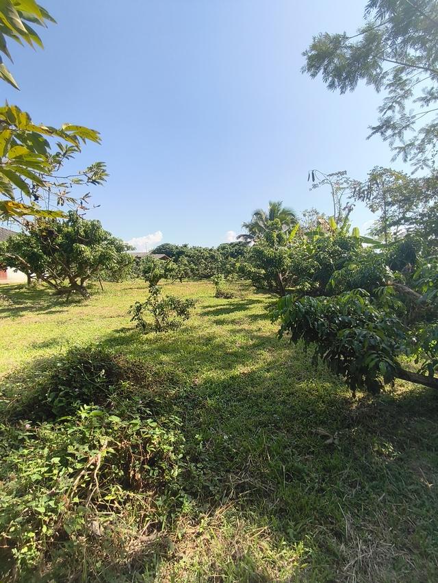 ขายที่ดิน เชียงใหม่ แม่แตง พื้นที่ชุมชน 3