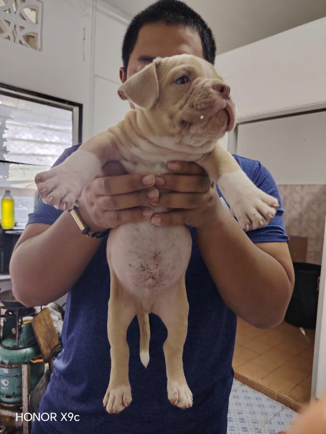 American bully  2