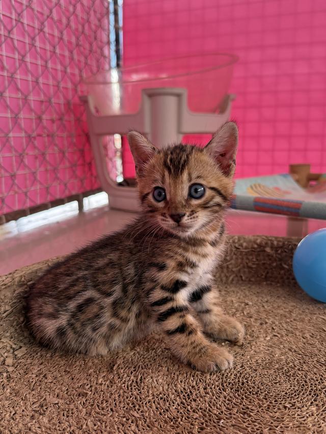 แมวเบงกอล ภูเก็ต Phuket Bengal Cat